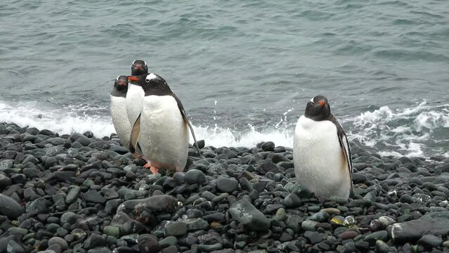 Penguins. Antarctica. There are a lot of Adelie penguins resting on the gravel mounds. Penguins on rocks at Hope Bay. Antarctic Peninsula. Wildlife in extreme conditions