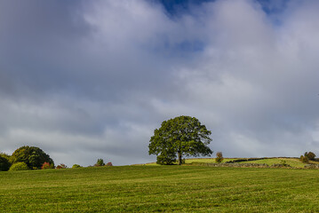 landscape with a tree, Linacre Reservoirs