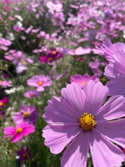 Obraz premium pink cosmos flower