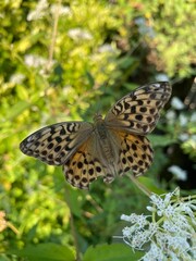 butterfly on a flower