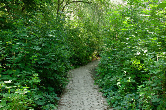  Old alley in the park recreation area