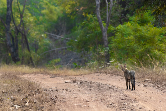 Jungle Cats Felis chaus are not actually associated with &lsquo;jungles&rsquo;, but with dense vegetative cover surrounding wetlands. They are more commonly known as Swamp Cat or Reed Cat.