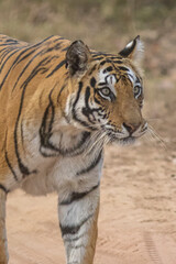 Fototapeta na wymiar Royal Bengal Tigeress aka Dotty from tiger temple of India - Banghavgarh National Park