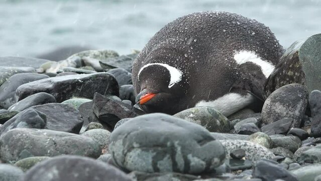 Penguins. Antarctica. There are a lot of Adelie penguins resting on the gravel mounds. Penguins on rocks at Hope Bay. Antarctic Peninsula. Wildlife in extreme conditions