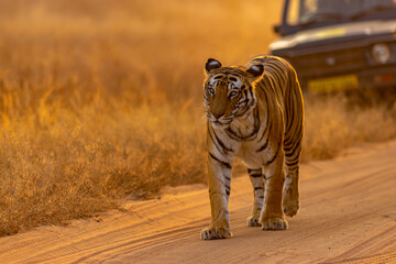 Royal Bengal Tigeress aka Dotty from tiger temple of India - Banghavgarh National Park