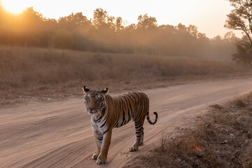 Royal Bengal Tigeress aka Dotty from tiger temple of India - Banghavgarh National Park