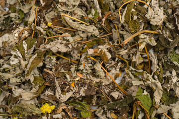 Dry tea leaves as a background.