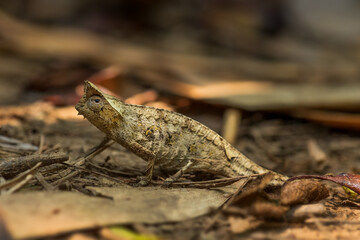 Brown leaf chameleon - Brookesia superciliaris, small beautiful endemic chameleon from Madagascar tropical forest, Camouflage.