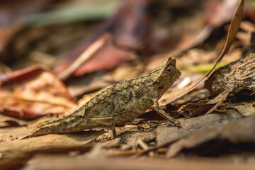 Brown leaf chameleon - Brookesia superciliaris, small beautiful endemic chameleon from Madagascar tropical forest, Camouflage.