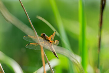 Fototapeta premium macro of dragonfly on the grass