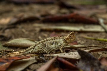 Brown leaf chameleon - Brookesia superciliaris, small beautiful endemic chameleon from Madagascar tropical forest, Camouflage.