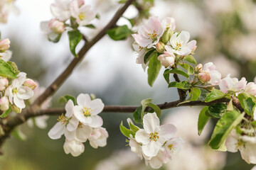 Beautiful flowers on a branch of an apple tree against the background of a blurred garden