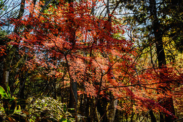 紅葉