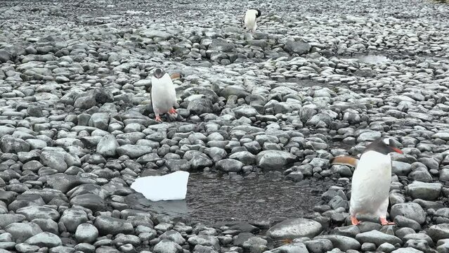 Penguins. Antarctica. There are a lot of Adelie penguins resting on the gravel mounds. Penguins on rocks at Hope Bay. Antarctic Peninsula. Wildlife in extreme conditions