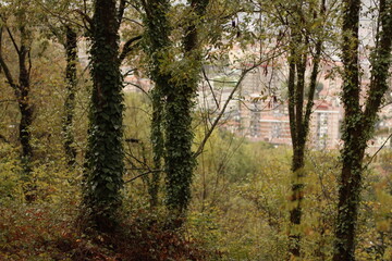 Urban forest in an autumn day