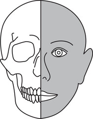 顔面構造  © FACTORIE