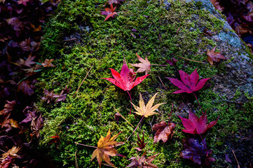 紅葉