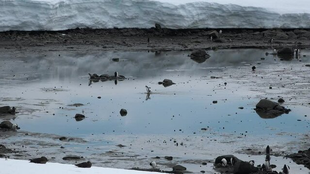 Penguins. Antarctica. There are a lot of Adelie penguins resting on the gravel mounds. Penguins on rocks at Hope Bay. Antarctic Peninsula. Wildlife in extreme conditions