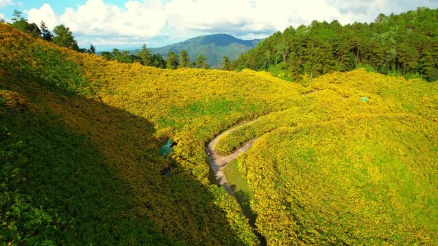 Beautiful yellow flowers in the middle of mountains, Bua Tong Blossom Festival at Doi Mae-U-Kho, Mae Hong Son Province, Northern Thailand. high mountain scenery. travel in thailand. aerial view. 4K
