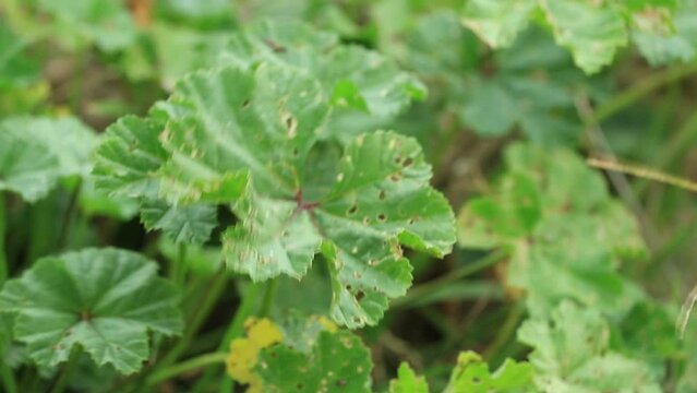 foglie di malva