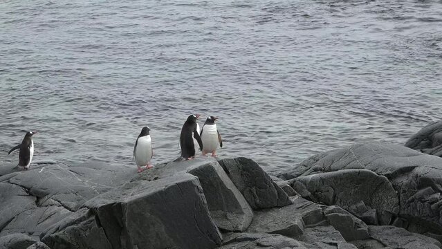 Penguins. Antarctica. There are a lot of Adelie penguins resting on the gravel mounds. Penguins on rocks at Hope Bay. Antarctic Peninsula. Wildlife in extreme conditions
