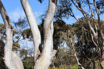 Fototapeta na wymiar eucalyptus tree in australian bushland