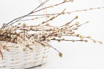 Wicker basket with pussy willow tree branches on white background. Spring concept, Palm Sunday concept.