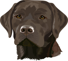 Chocolate Labrador Retriever. Portrait of a dog on a white background. Vector illustration.