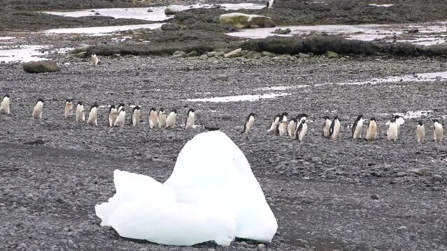 Penguins. Antarctica. There are a lot of Adelie penguins resting on the gravel mounds. Penguins on rocks at Hope Bay. Antarctic Peninsula. Wildlife in extreme conditions