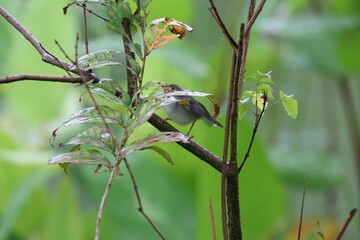 Ashy tailorbird on a branch
