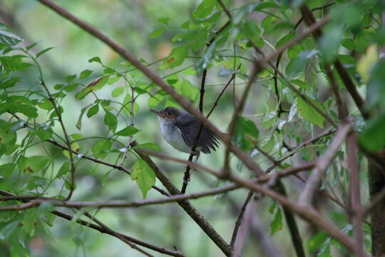 Ashy tailorbird on a branch