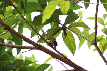 Female Brown Throated Sunbird on the tree tops