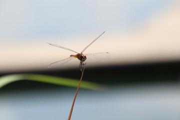 Red Dragonfly on a stem edge