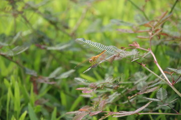 Scarlet Skimmer Dragonfly on a stem