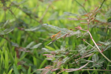 Scarlet Skimmer Dragonfly on a stem