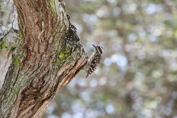 Sunda Pygmy Woodpecker pecking on a tree