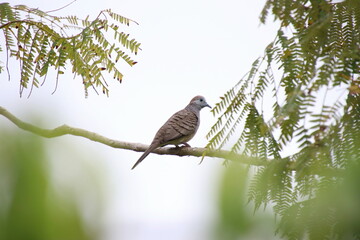 Zebra Dove on a tree branch