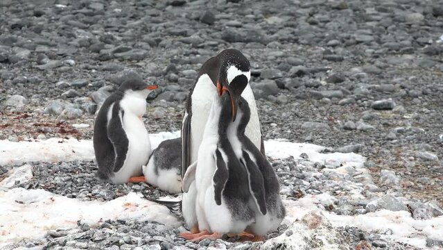 Penguins. Antarctica. There are a lot of Adelie penguins resting on the gravel mounds. Penguins on rocks at Hope Bay. Antarctic Peninsula. Wildlife in extreme conditions
