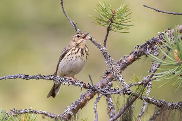 Tree pipit