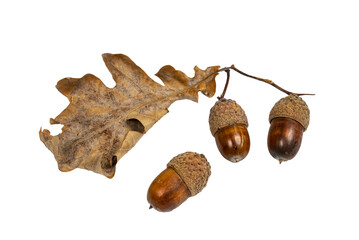 some acorns