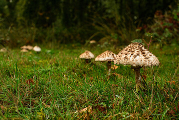mushroom in the grass 