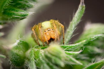 Cucumber spider (Araniella sp.) on a plant