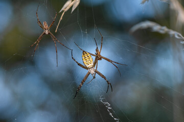 Wasp spider (Argiope bruennichi), male and female