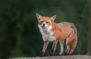 Close up of a Red fox standing on a log in a forest