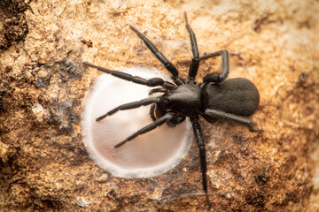 Ground spider (Gnaphosa sp.) protecting its cocoon