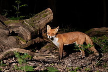 Close up of a Red fox in a forest