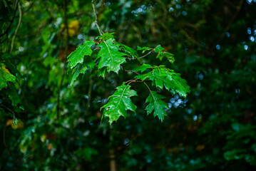 green leaves in the forest Newmiller Lake
