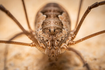 Harvestman (Phalangium opilio) face closeup