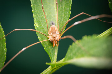 Harvestman (Phalangium opilio) on a leaf