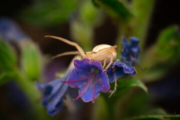 Crab spider (Runcinia grammica)
